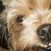 Trishia L.’s profile picture