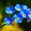 Noelyn I.’s profile picture