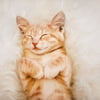 Tin C.’s profile picture