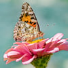 Komal T.’s profile picture