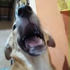 Profile picture of Louije C., Virtual Assistant/Data entry