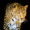 Daniel N.’s profile picture