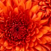 Adi D.’s profile picture
