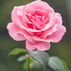Yasmeen A.’s profile picture