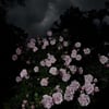 Kayla A.’s profile picture