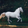 Asfandyar A.’s profile picture