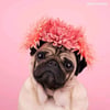 Desiree J.’s profile picture