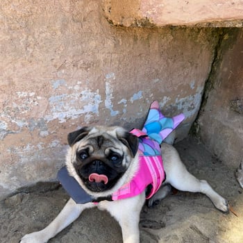 Fergie the Pug
